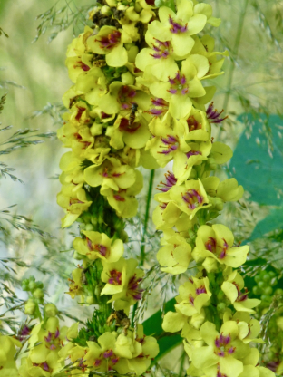 Verbascum nigrum