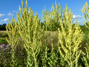 Verbascum olympicum
