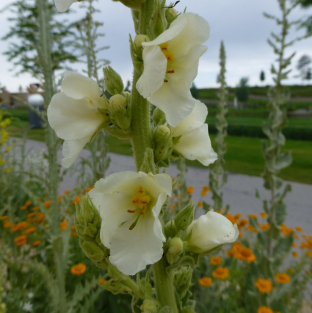 Verbascum phlomoides 'Snow Maiden'