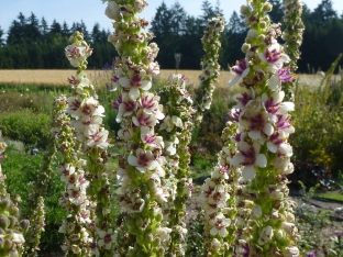 Verbascum chaixii 'Wedding Candles'