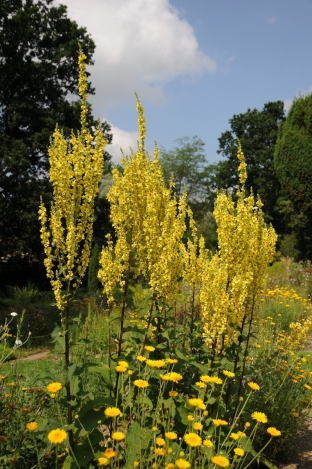 Verbascum olympicum