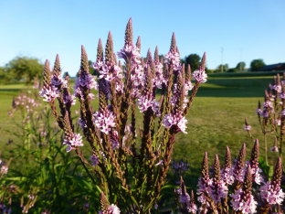 Verbena hastata 'Pink'