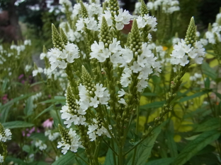 Verbena hastata 'White'