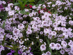 Verbena rigida 'Polaris'