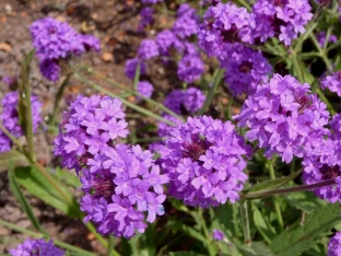 Verbena rigida