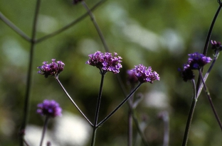 Verbena bonariensis