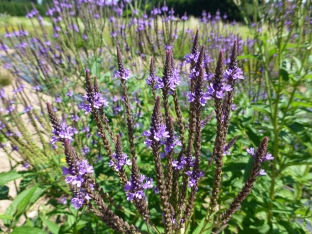 Verbena hastata 'Violet'