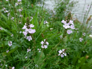 Verbena officinalis