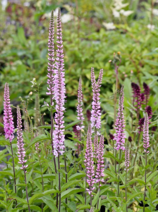 Veronica longifolia 'Rosa Toene'