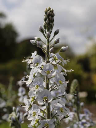 Veronica gentianoides