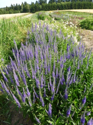 Veronica longifolia