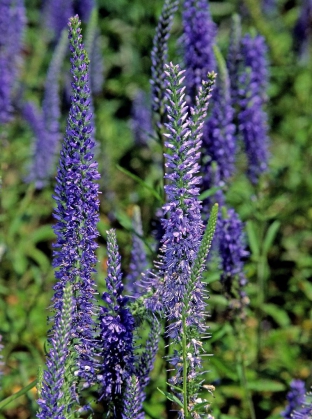 Veronica spicata var. nana