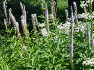 Veronicastrum sibiricum