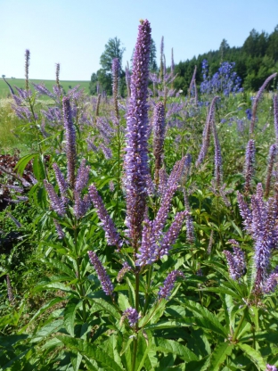 Veronicastrum virginicum