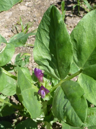 Vicia narbonensis