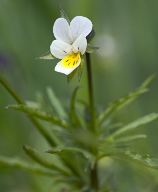 Viola arvensis