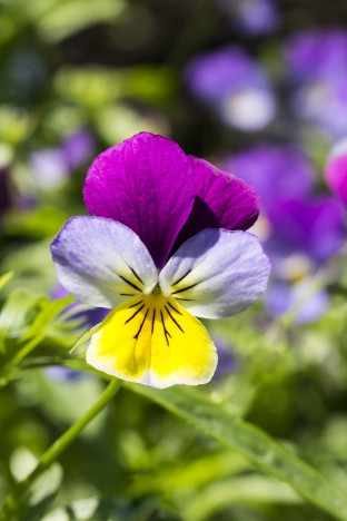 Viola tricolor