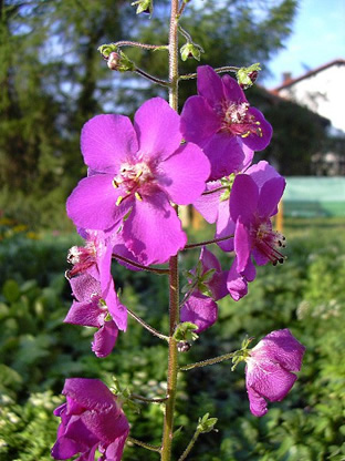 Verbascum phoeniceum (Mischung)