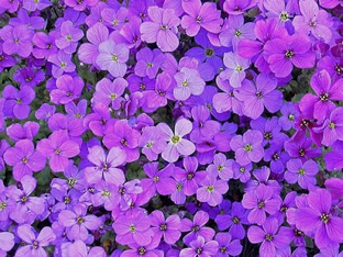 Aubrieta 'Whitewell Gem'