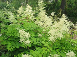 Aruncus dioicus