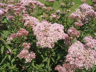 Eupatorium cannabinum