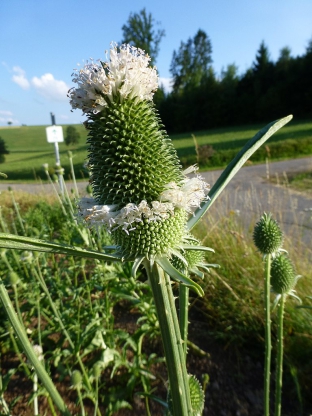 Dipsacus sativus