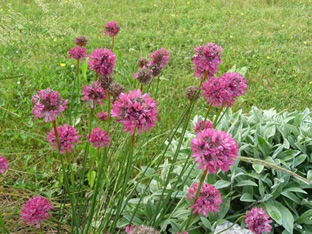 Armeria pseudarmeria 'Joystick Red'