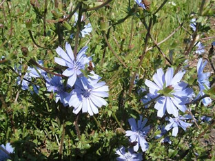 Cichorium intybus