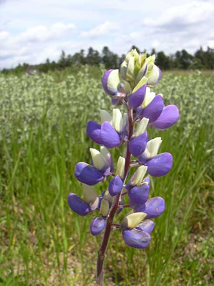 Lupinus 'Russell-Hybride Kastellan'