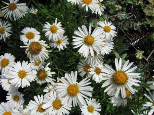 Aster alpinus 'Albus'