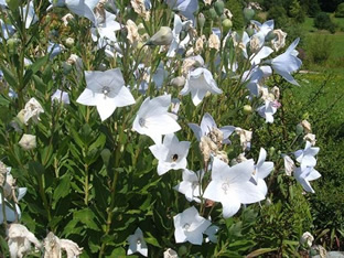 Platycodon grandiflorus 'Albus'