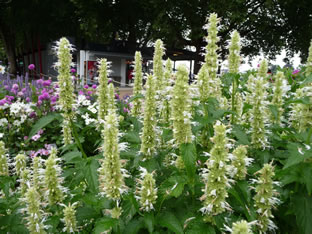 Agastache rugosa 'Alba'