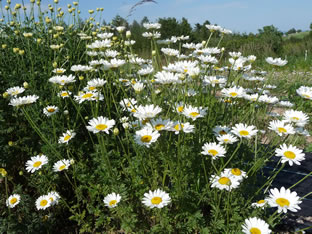 Anthemis tinctoria 'Alba'