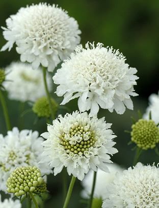 Scabiosa atropurpurea 'Snowmaiden'