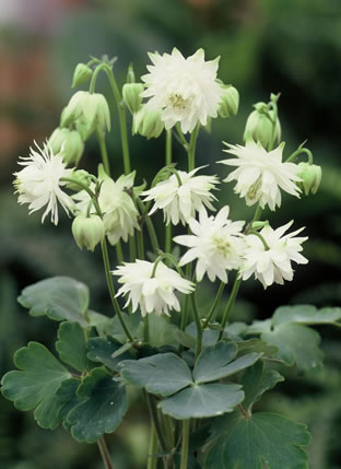 Aquilegia vulgaris plena 'Lime Sorbet'