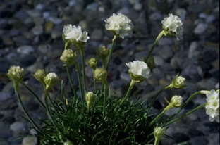 Armeria maritima 'Alba'