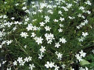 Dianthus deltoides 'Albus'