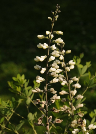 Baptisia alba