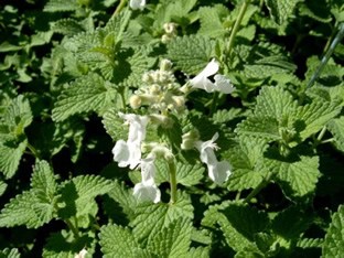 Nepeta x faassenii 'Alba'