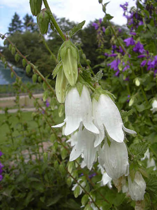 Campanula alliariifolia