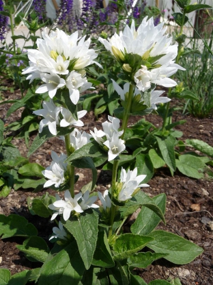 Campanula glomerata 'Alba'