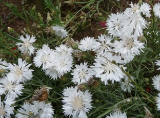 Centaurea cyanus 'White Ball'