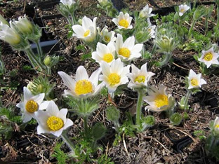 Pulsatilla vulgaris 'Alba'