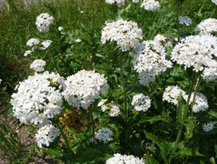 Lychnis chalcedonica 'Rauhreif'