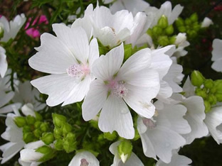 Malva moschata 'Alba'