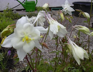 Aquilegia caerulea 'Kristall'