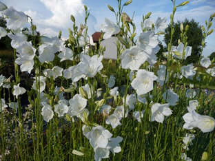 Campanula persicifolia 'Alba'