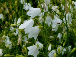 Campanula rotundifolia 'Alba'