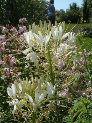 Cleome hassleriana 'White Queen'