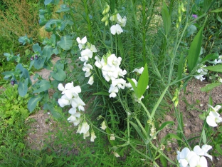 Lathyrus latifolius 'Weisse Perle'